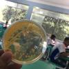Leveduras e colônias bacterianas na aula do ensino médio