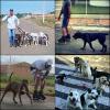 Reabiltador De Cães E Adestrador De Cães
