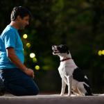 Cãozinho Esperto Adestramento  Educação Para Cães E Tutores