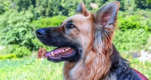 Quanto custa um Pet sitter?