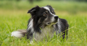 Quanto custa uma sessão de fotos para animais de estimação?