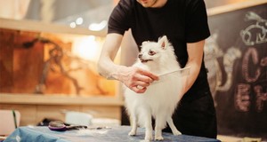 Quanto custa um serviço de tosa canina? Preços para 2025