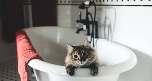 Quanto custa um serviço de tosa felina?