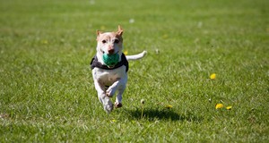 Quanto custa um adestrador de cães?