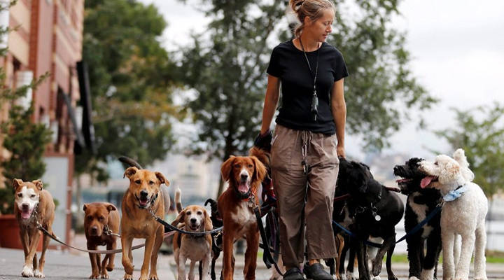 Como ser um dog walker: dicas para você se tornar um passeador profissional