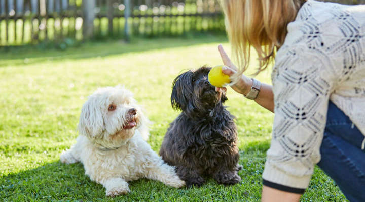 quanto tempo leva para adestrar um cachorro