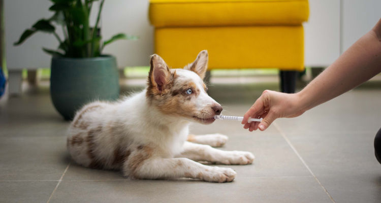 Quanto custa uma consulta veterinária a domicílio?