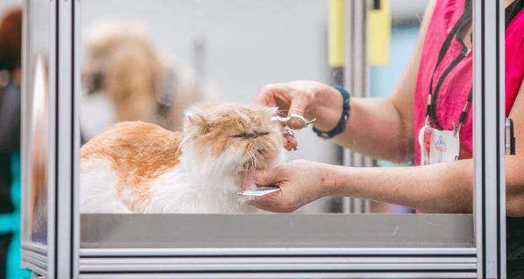 Quanto custa uma tosa felina?