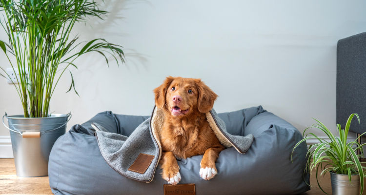 Quanto custa a diária de um hotelzinho para cachorro?