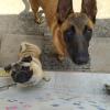 Ekany  Educação E Psicologia Canina