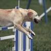 Treinamento/adestramento Agility 