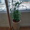 Bastos Jardinagem