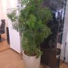 Bastos Jardinagem