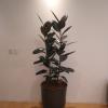 Bastos Jardinagem