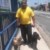 Adestra Walker Dog   Adestrador E Passeador De Cães