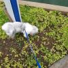 Adestra Walker Dog   Adestrador E Passeador De Cães