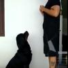 Adestramento De Cães
