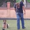 Adestramento De Cães
