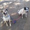 Diverdog Educação Canina
