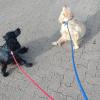Pets de pequeno porte sendo levado para cliente no Rio de Janeiro