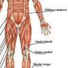 Musculatura pra massoterapia