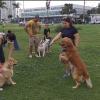 Treino em grupo para tutores e cães 🐶