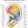 AURICULOTERAPIA