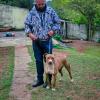 Adestramento De Cães