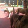 Cão De Ouro Hotel E Asilo Para Cães