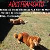 Cão De Ouro Hotel E Asilo Para Cães