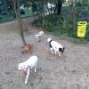 Arlete Dog Walker