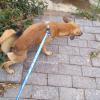 Arlete Dog Walker