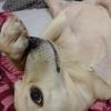 Gio Hospedagem Pet