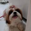 Gio Hospedagem Pet