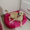 Gio Hospedagem Pet