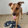 Gio Hospedagem Pet