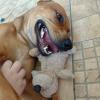 Gio Hospedagem Pet