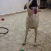 Gio Hospedagem Pet