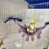 Aline Pets Hostel