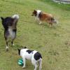 Escola Para Cães Coração Valente