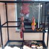 Divina Brasa Bbq