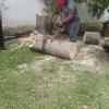 Corte e poda de árvores.