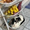 Dra Ana Beth Veterinária Em Domicílio