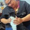 Dra Ana Beth Veterinária Em Domicílio