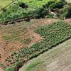 Inspeção de plantação de mandioca