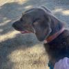 Job Dogwalker