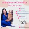 Veterinária À Domicílio Aline Pacheco