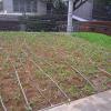 Plantação de grama amendoim