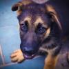 Retrato Pet