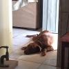 Canil Home Pet Master